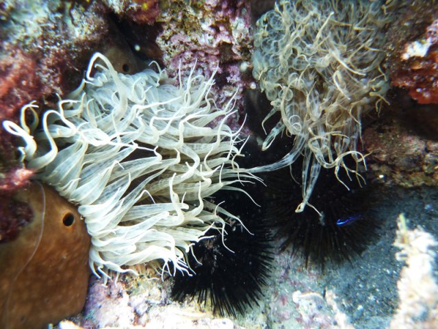 ricci-e-anemoni bruni